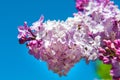 Purple lilac flowers against blue sky background Royalty Free Stock Photo