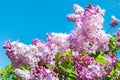 Purple lilac flowers against blue sky background Royalty Free Stock Photo