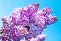 Purple lilac flowers against blue sky background Royalty Free Stock Photo