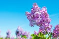 Purple lilac flowers against blue sky background Royalty Free Stock Photo