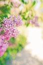 Purple lilac flowers blossom in garden