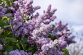 Purple lilac flowers at the blue sky background. Beautiful spring background