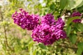 Purple lilac flowers on the bush, summer time garden background