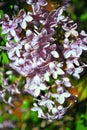 Purple Lilac Flowers Close Up Detail, Soft Blurry  Background