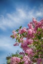 Purple lilac flowers on the cloudy sky background Royalty Free Stock Photo