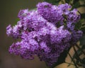 Purple Lilac flowers cluster close-up Royalty Free Stock Photo