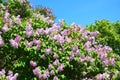 Purple Lilac flowers with copy space. Blooming bush of purple lilacs in spring against blue sky. Royalty Free Stock Photo