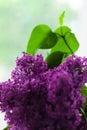 Purple Lilac flowers with fresh green leaves on blurred bokeh background with selective focus. Colorful nature backdrop Royalty Free Stock Photo