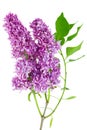 Purple lilac flowers isolated on white Royalty Free Stock Photo