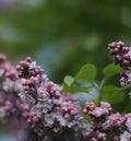 Purple lilac flowers over dark blurry background, floral romantic outdoor