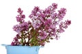 Purple Lilac flowers in a pail Royalty Free Stock Photo