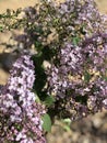 Purple lilac flower In Bloom in the desert.