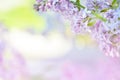 Purple lilac flowers spring blossom background.