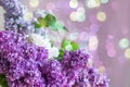 Purple lilac flowers spring floral background with bokeh lights Royalty Free Stock Photo