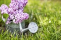 Purple lilac flowers, spring gardening, springtime concept