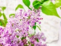 Purple Lilac flowers stock photo Royalty Free Stock Photo