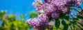 Purple lilac flowers on a sunny day in the park. Nature blurred green background of leaves. Butterfly on a blooming