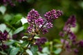 Purple syringa vulgaris on green branches, soft focus Royalty Free Stock Photo