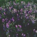 Purple lilac hibiscus flowers in the garden Royalty Free Stock Photo