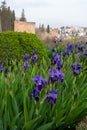 Purple lilac iris flower in blossom, springtime in Granada, Andalusia, France