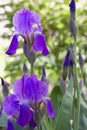 Purple lilac iris in the garden on a green background Royalty Free Stock Photo