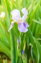 Purple, lilac iris with leaves, flower and bud on green natural background. vertical greeting card, Royalty Free Stock Photo