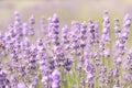 Purple and lilac lavender flowers Royalty Free Stock Photo