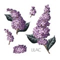 Purple lilac and leves isolated. Vector.