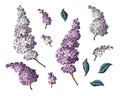 Purple lilac and leves isolated. Vector.