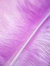 Purple lilac pen feather macro, background texture, empty space for insertion
