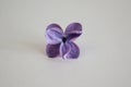 Purple lilac petal. Flower