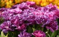 purple, lilac, pink fluffy flowering tulips Mascotte in Botanical Garden of Moscow University `Pharmacy Garden` or `Aptekarskyi og