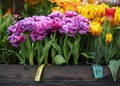 purple, lilac, pink fluffy flowering tulips Mascotte in Botanical Garden of Moscow University `Pharmacy Garden` or `Aptekarskyi og