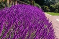 Purple lilac Salvia flowers mass planting in garden with paved pathway, stairway, trees Royalty Free Stock Photo