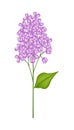 Purple Lilac or Syringa Vulgaris on White Background