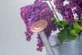 Purple lilac with tin watering can Royalty Free Stock Photo