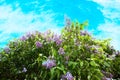 Purple lilac under the sky with clouds Royalty Free Stock Photo