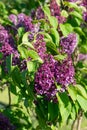 Purple lilac variety President Massart flowering in a garden. Royalty Free Stock Photo