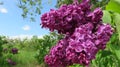 Purple Lilacs Against Green Leaves And Blue Sky