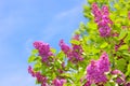 Purple Lilacs And Blue Sky