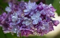 Purple Lilacs Closeup
