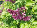 Purple Lilacs isolated spring time England Royalty Free Stock Photo