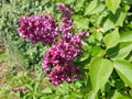 Purple Lilacs isolated spring time England UK Royalty Free Stock Photo