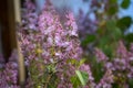 Purple Lilacs Syringa vulgaris Or Common Lilac Royalty Free Stock Photo