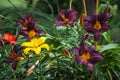 Purple lilies blooming in the garden