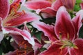 Purple lilies with white edges