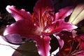 Purple Lilium Star Gazer