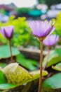 Purple Lilly flower with green leaf