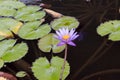 Purple lilly flower on a pond