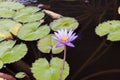 Purple lilly flower on a pond
